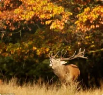 Оленячий гон у лондонському Річмонд-парку Cervus