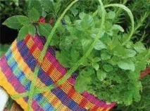 Отит - лікування отиту народними засобами та методами отит
