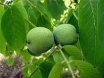 Отит - лікування отиту народними засобами та методами отиту