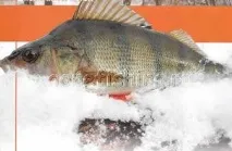 Відвідний повідець або Кароліна (Carolina) відвідний