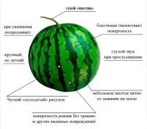 Точно вибираємо найсолодший кавун, Завжди у формі! найсолодший