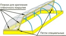 видове