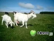 Племінна коза коза