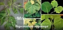 Чому жовтіють і скручуються листя томатів та перців листя