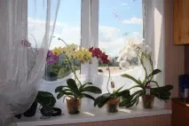 Чому не можна тримати орхідею у спальні спальні