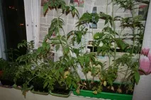 Чому жовтіють і скручуються листя томатів та перців жовтіють