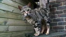 котів