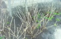 поради