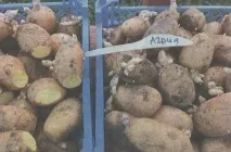 Посадка картоплі - Сади Сибіру сибіру
