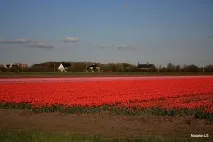 голландії