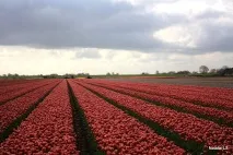 тюльпанів