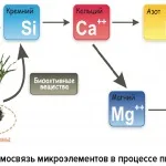 Препарати бору в системі харчування соняшника рослин
