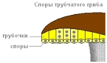 Практична робота «Будування плодових тіл капелюшних грибів» практична