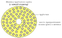 Практична робота «Будування плодових тіл капелюшних грибів» практична