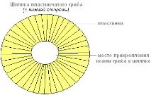 Практична робота «Будування плодових тіл капелюшних грибів» практична