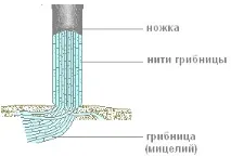 Практична робота «Будування плодових тіл капелюшних грибів» будування