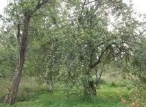 Правила виноробів, або сидр, як спосіб боротьби з осіннім яблучним засиллям - Дачні ідеї та досвід сидр