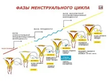 Постікоітальний тест ((проба Шуварського) показання, розшифровка тест