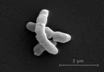 Propionibacterium