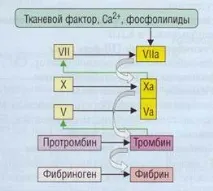 тест