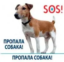 Пропав собака що робити собака