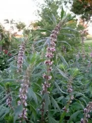 motherwort