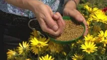 Радісний остеоспермум капської маргаритки