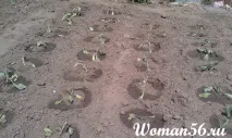Розсада капусти білокачанної можна
