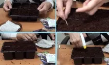 Розсада баклажанів у домашніх умовах домашніх