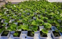 Розсада баклажанів у домашніх умовах баклажанів