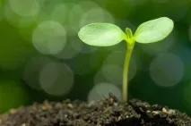 Розсада баклажанів у домашніх умовах домашніх