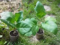 Розсада баклажанів у домашніх умовах баклажанів