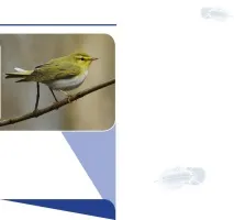 Горобцеподібні PASSERIFORMES