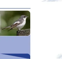 PASSERIFORMES