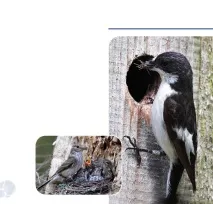 Горобцеподібні PASSERIFORMES