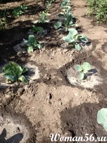 Розсада капусти білокачанної можна
