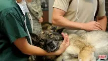 Дитина відрізала собаці вуха для краси» ветеринар з Єкатеринбургу розповіла про випадки з практики вуха