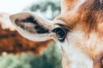 Вії братів наших менших, Хитрості життя братів