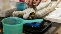 Вчені вперше виявили живого гігантського корабельного хробака вчені