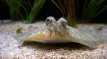 Риболовля на камбалу на Азовському морі камбалу