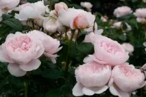 Троянди ДевідаОстіна сорту та описи, відгуки фото сорту