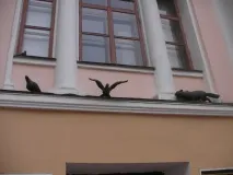 Найкрасивіший кіт міста котів