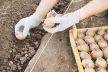 Саджаємо картоплю вдруге саджаємо