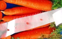 Насіння моркви на стрічці насіння
