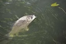 лову
