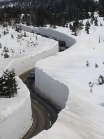 шунсуке
