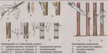 слива