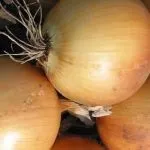 Сорти цибулі ростовська та данілівська цибуля та їх фото сорти