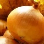 Сорти цибулі ростовська та данілівська цибуля та їх фото сорти