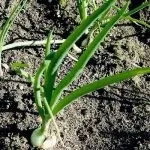 Сорти цибулі ростовська та данілівська цибуля та їх фото сорти